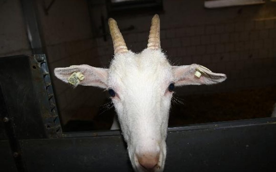 Evidence a označování zvířat 2/3 (koně, ovce, kozy)