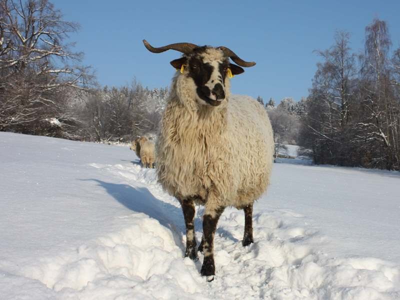 Valašská ovce