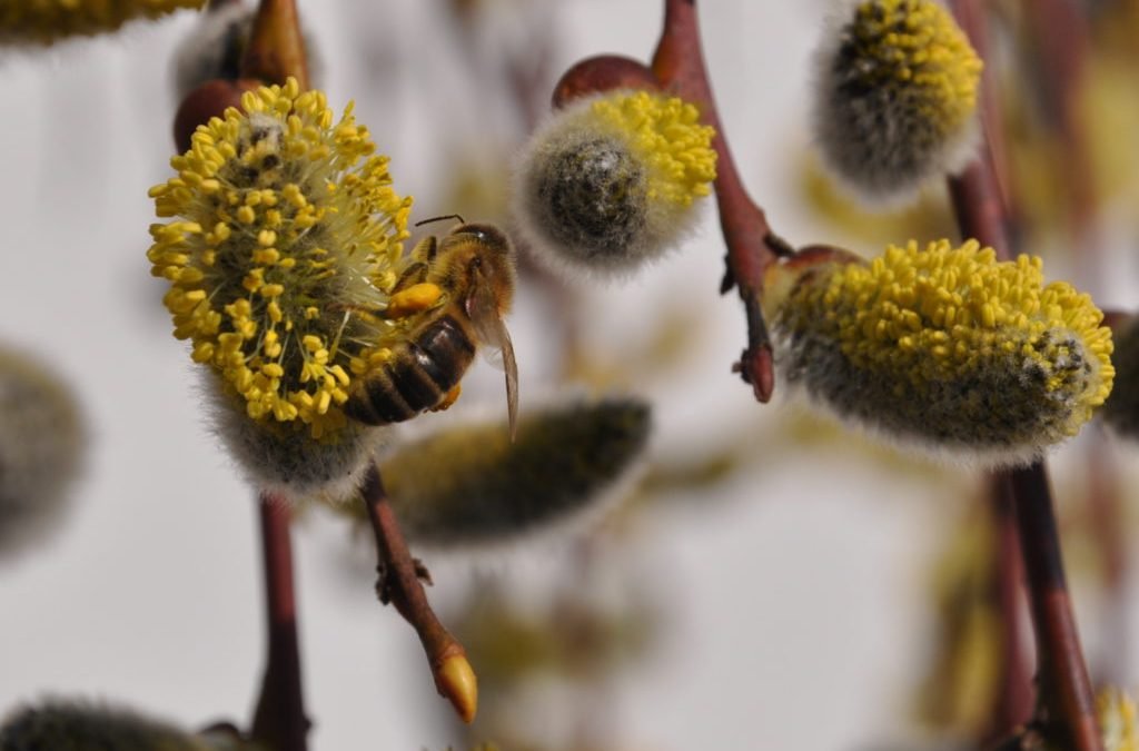 V ČR se po třech letech objevila hniloba včelího plodu