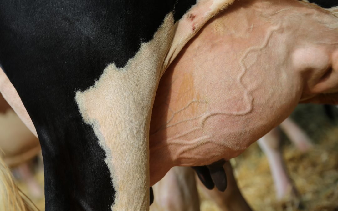 Výkupní cena mléka v EU pozvolna stoupá