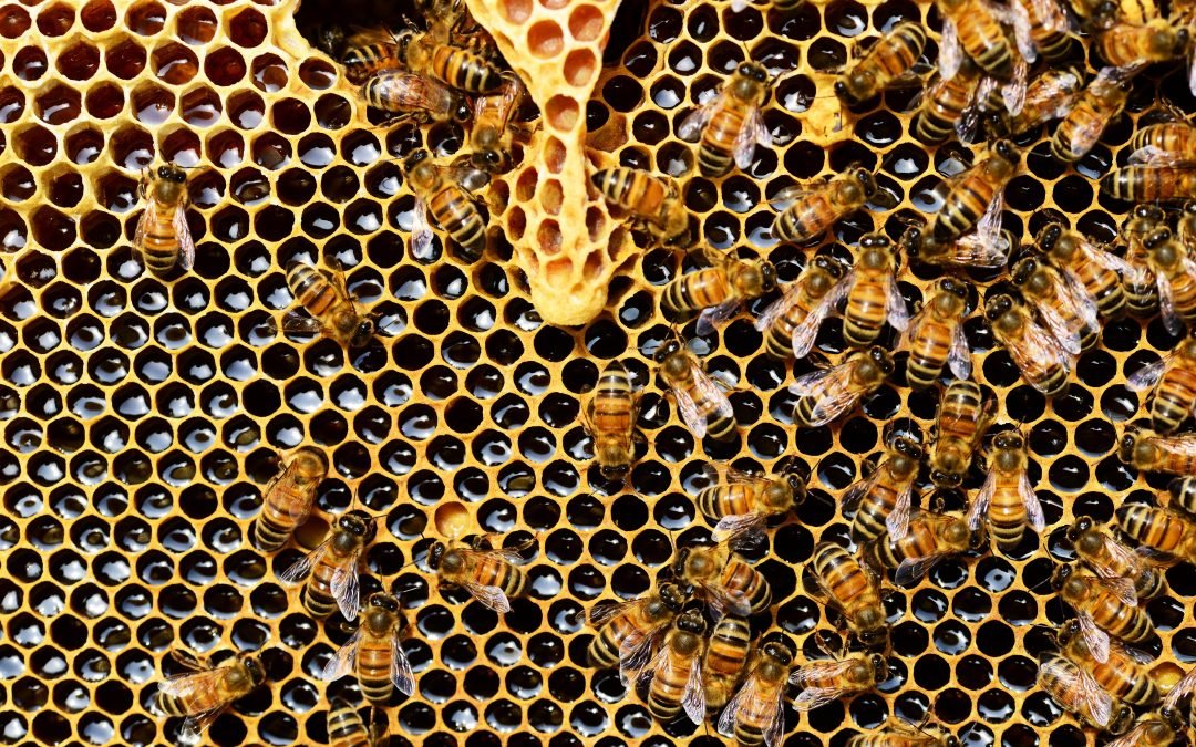 Včelstva v Česku loni hubili roztoči, pravděpodobně zdraží med
