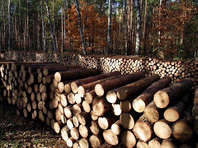 Vláda navýšila kompenzace za pokles ceny dřeva na 2,8 miliardy Kč
