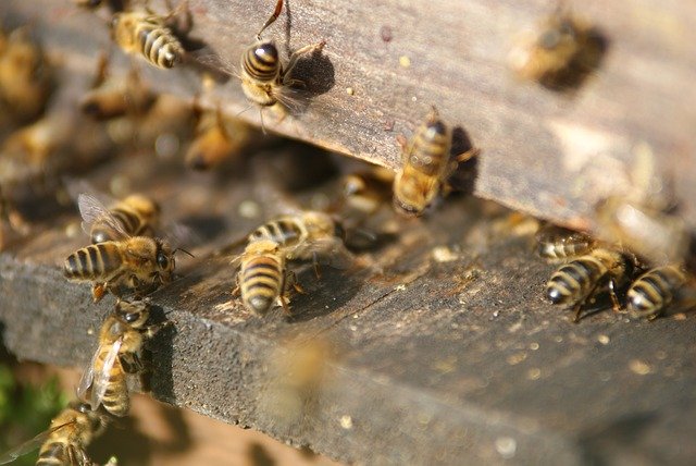 Letošní zimu v Česku nepřežila pětina včelstev