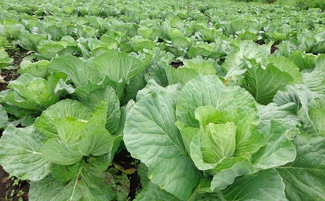 Produkce zeleniny v ČR loni vzrostla, letos se také vyvíjí slibně