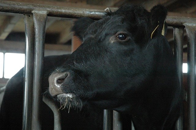 ČR se podařilo vymýtit infekční dýchací chorobu u krav, uznala EK