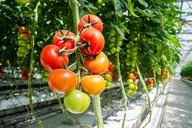 Česko zažívá boom pěstování malých rajčat,skleníky zabírají 60 ha