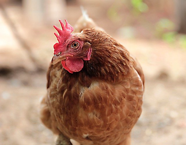 V ČR se po roce znovu objevila ptačí chřipka, měly ji labutě
