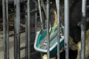 Holandská toaleta pro krávy získala na EuroTier 2021 zlatou medaili