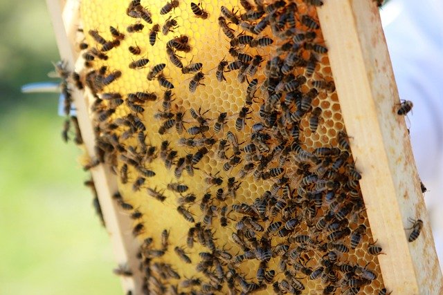 Produkce medu loni klesla pod 5000 tun, to je nejmíň od vzniku ČR