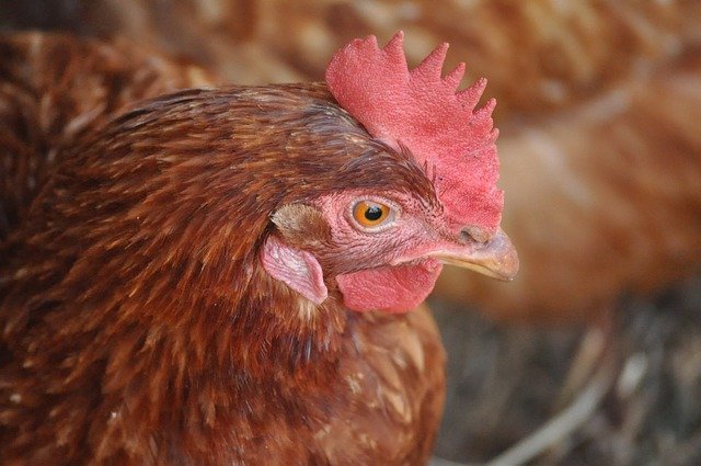 Ptačí chřipka zasáhla chov 175 tisíc nosnic a další chov kachen, počet ohnisek ptačí chřipky v ČR vzrostl na 25
