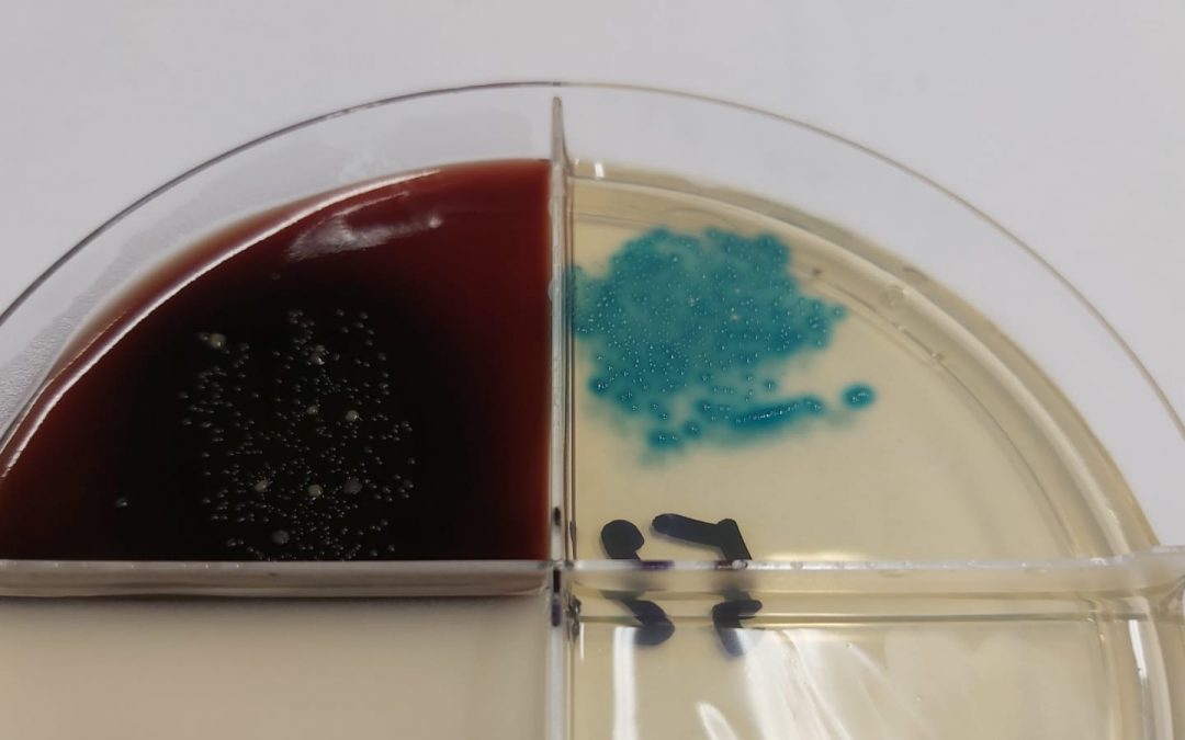 Ošetřujte správnou krávu ve správný čas