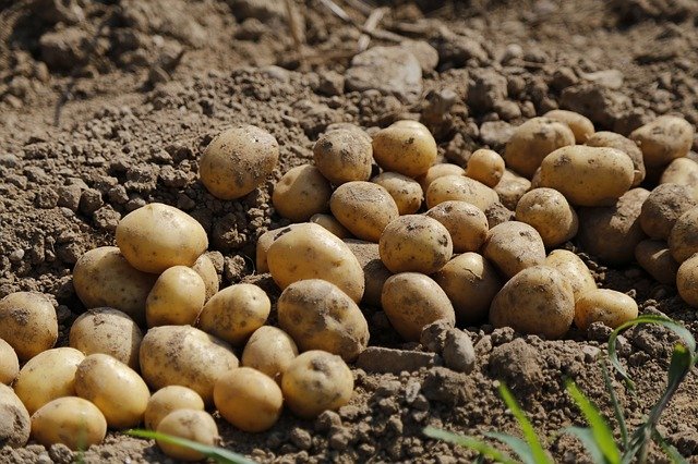 Pěstitelé brambor na Vysočině čekají průměrné výnosy, vliv ještě bude mít počasí