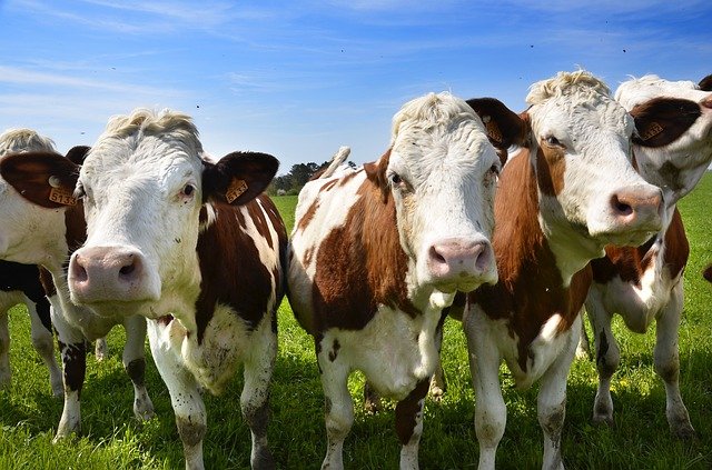Výroba masa v ČR ve 3. čtvrtletí stoupla o 1,3 procenta na 115.574 tun