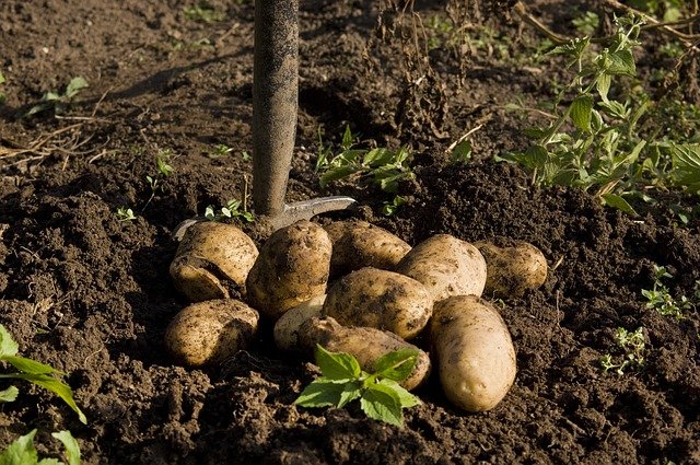 V Pardubickém kraji byly loni vyšší výnosy brambor, cukrovky a sena