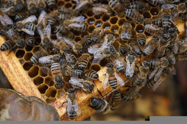 V Česku je osm včelstev na kilometr čtvereční, ohrozit je může hlavně sucho