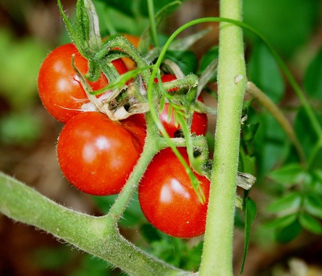 Farma Kožichovice sníží v zimě vytápění skleníků,rajčata nebudou v lednu a únoru