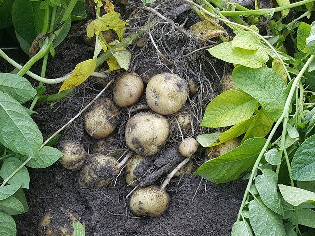 Úroda brambor v ČR může být letos podle pěstitelů meziročně až o pětinu nižší