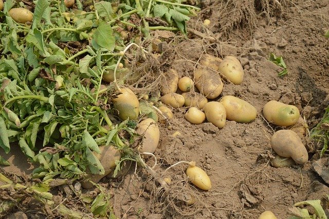 Pěstitelé brambor zatím nevydělávají, čekají zlepšení farmářské ceny