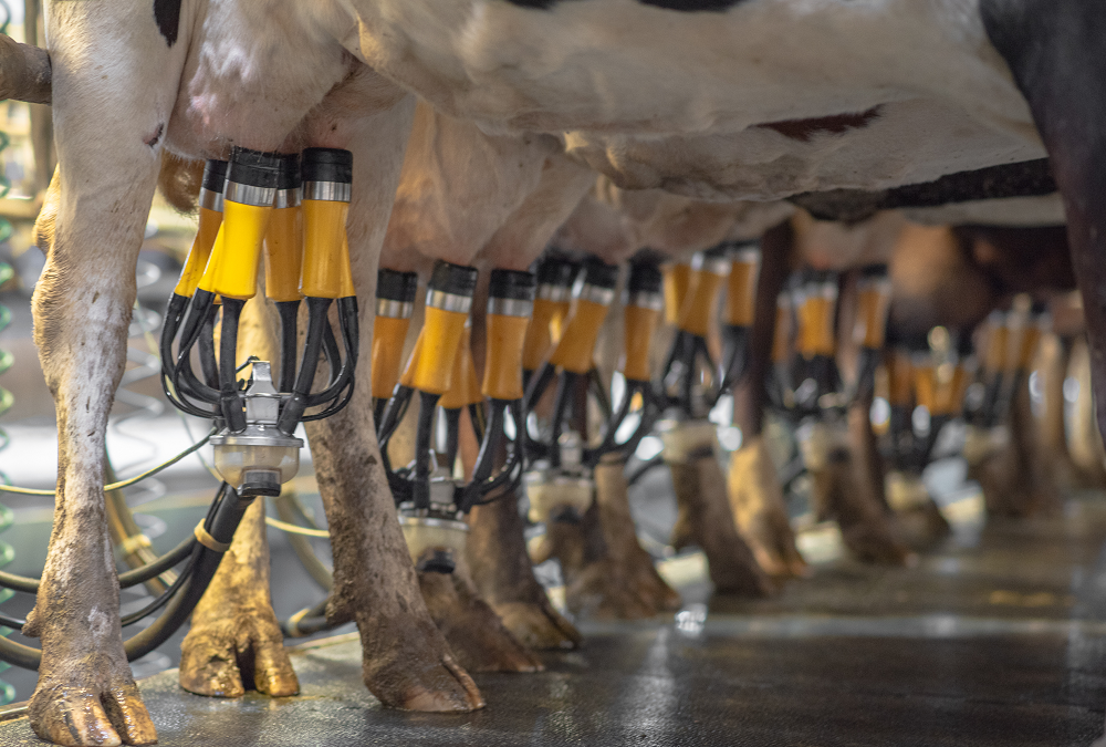 FaSy Partner: ADF milking – šetrným dojením k vyšší ziskovosti