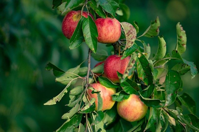Ovocnářská unie: Kvůli nízkým cenám jablek přes zimu zmizí až 10 pct sadů