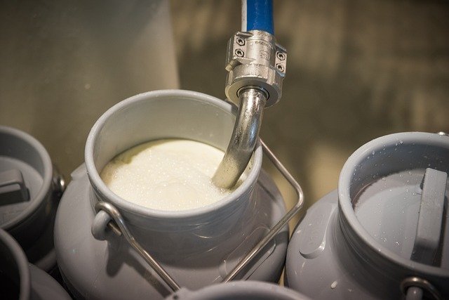 Jak systém dojení a postupy před dojením ovlivňují kvalitu mléka