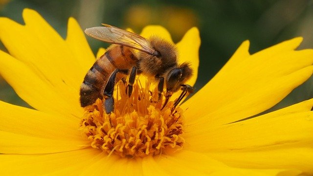 Výrobce medu: Za letošní zimu v ČR uhynula asi polovina včelstev, tedy 300.000