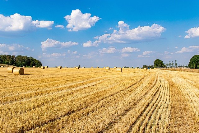 Na zemědělské dotace dá stát příští rok 2,5 mld. Kč, méně než letos
