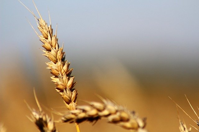 Cenovka – krmná pšenice – prosinec 2023