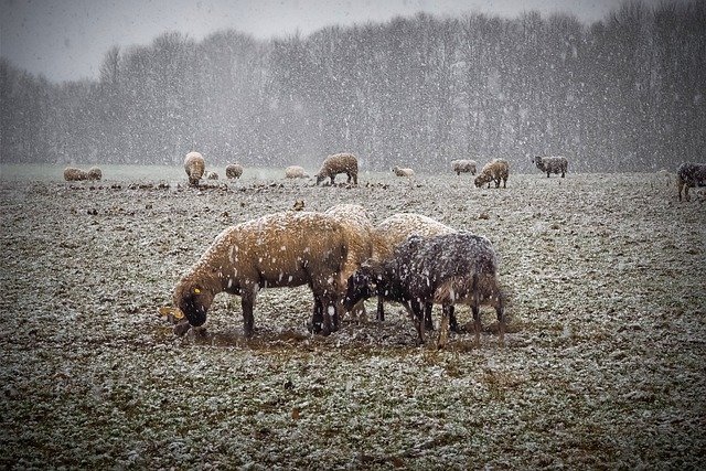 Veterináři upozorňují na dodržování životních podmínek zvířat v mrazech