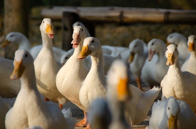 V chovu na Třebíčsku je ptačí chřipka, bude nutné utratit 50.000 kachen