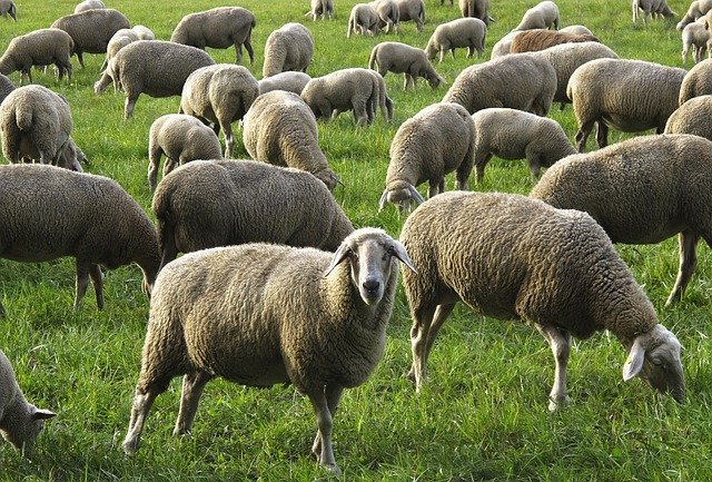 Nejčastěstější endoparazité ovcí a koz