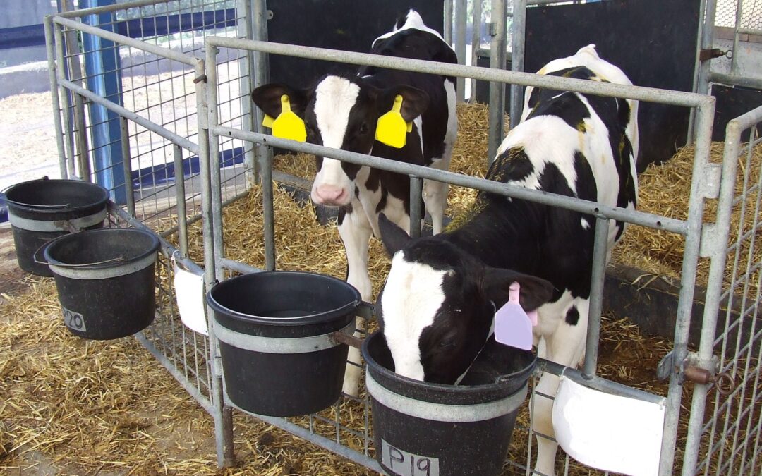 Průjmová onemocnění: Prevence průjmů u telat začíná u chovatele