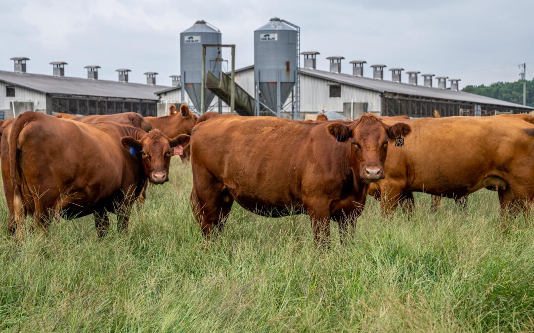 Cenovka – hovězí maso – květen 2025