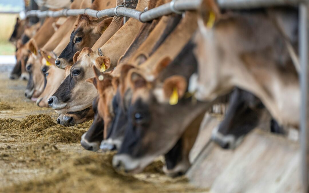 Jak efektivně krmit krávy a porozumět ukazateli ECM?