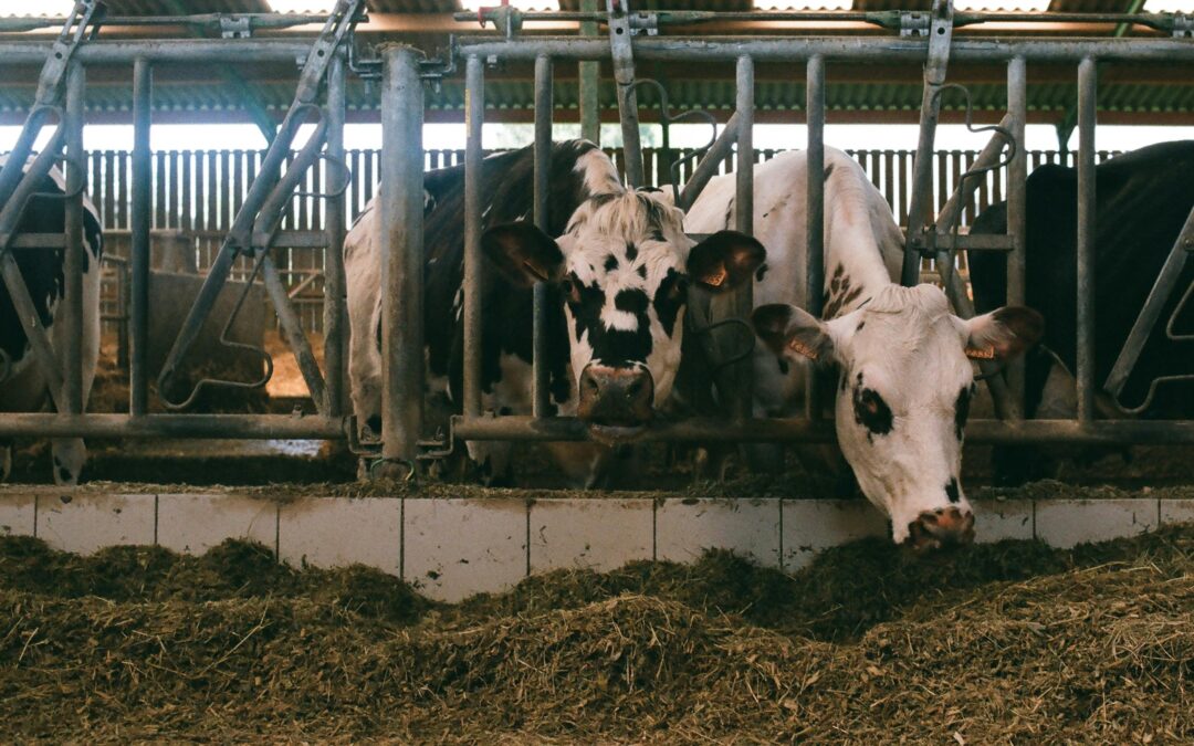 Riziko šíření nodulární dermatitidy skotu do ČR je nízké, SVS opatření nechystá