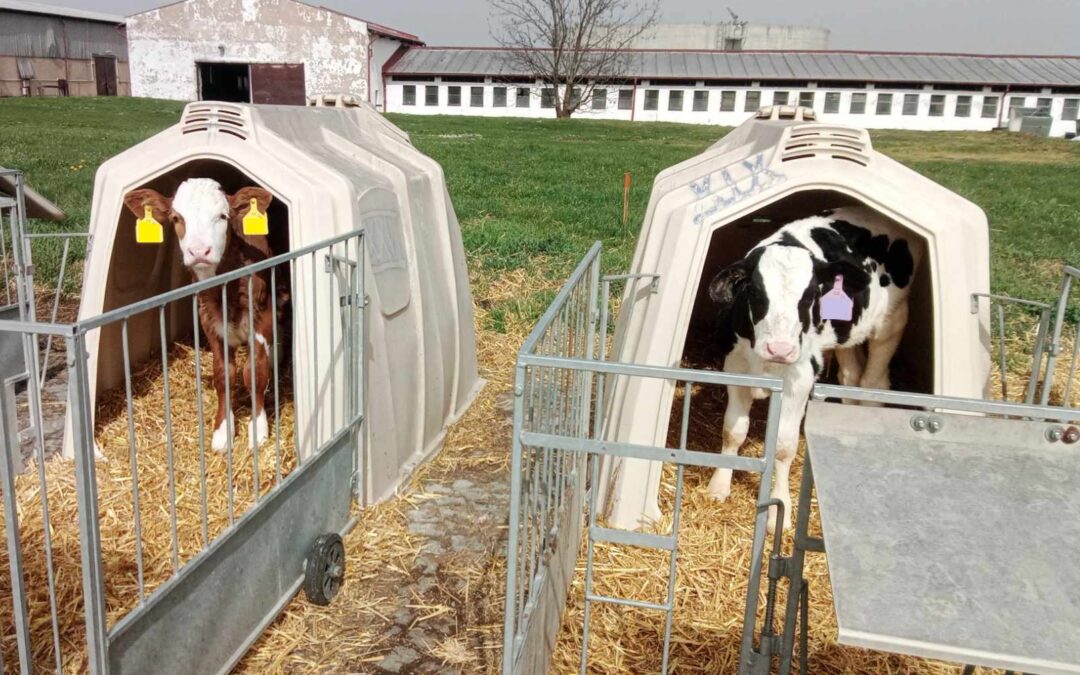 Nejčastější onemocnění telat: průjmová a respirační onemocnění