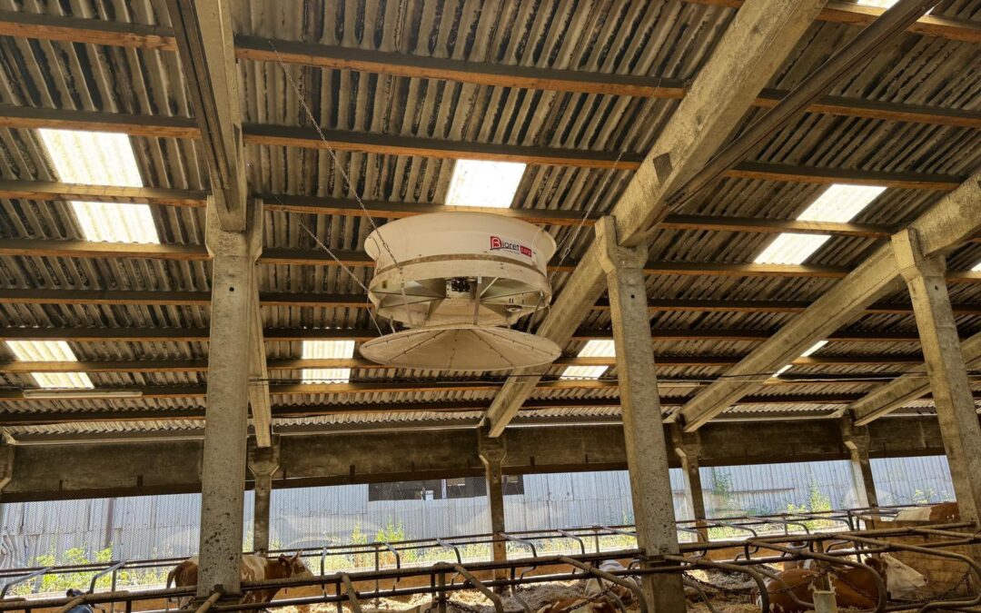 Porovnání technologií ventilace a chlazení stájí pro skot