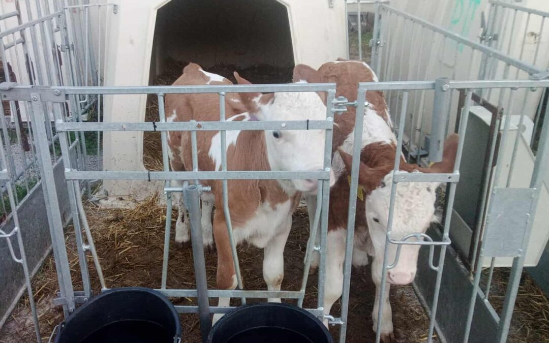 Respirační syndrom telat – skrytá hrozba, která stojí chovatele čas, peníze i zdravá zvířata