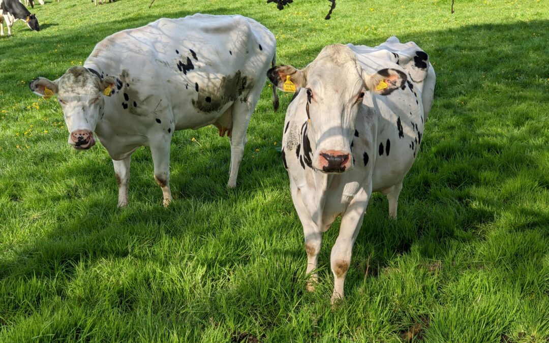 Na jižní Moravě setrvale roste produkce mléka, zvyšuje se průměrná dojivost