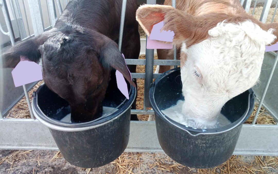 Výživa telat od narození do odstavu: rutina krmení jako strategický nástroj pro budoucnost stáda