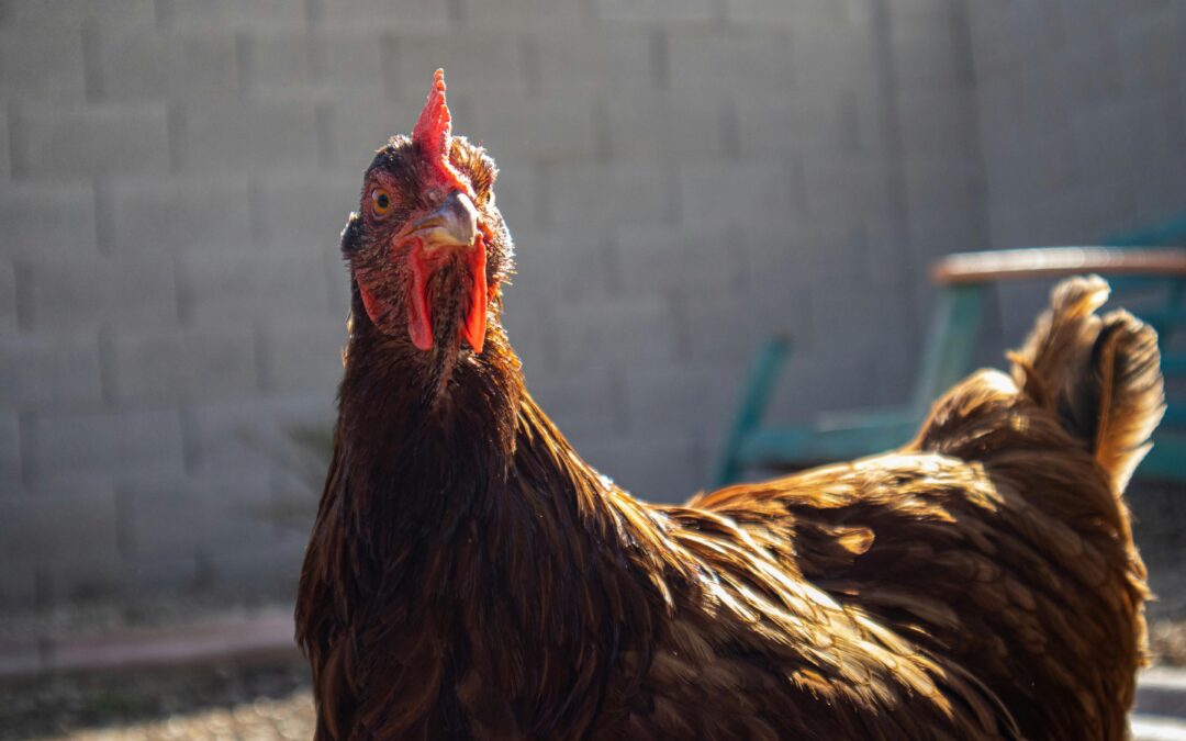 První německé země zavedly kvůli ptačí chřipce povinnost chovu v halách