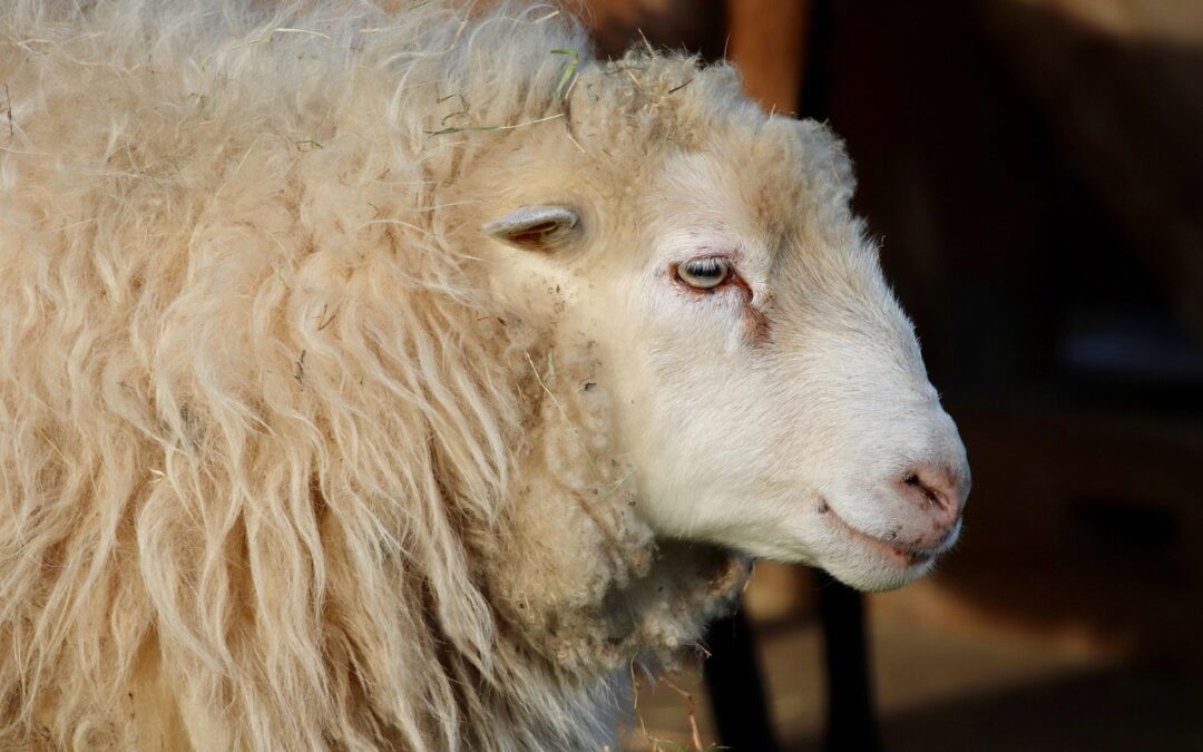 Chovy pozitivní na katarální horečku mohou nově volně přemisťovat zvířata v ČR