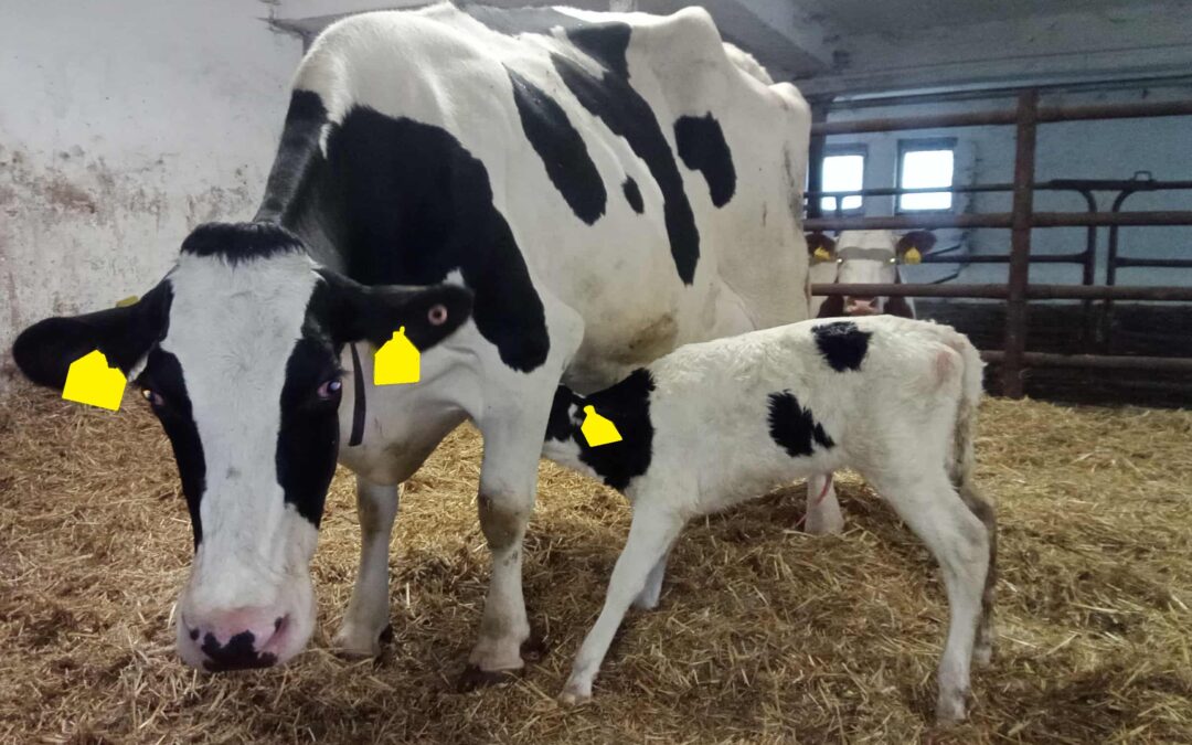 Zdravý start do života – první hodiny rozhodují o budoucím zdraví telete