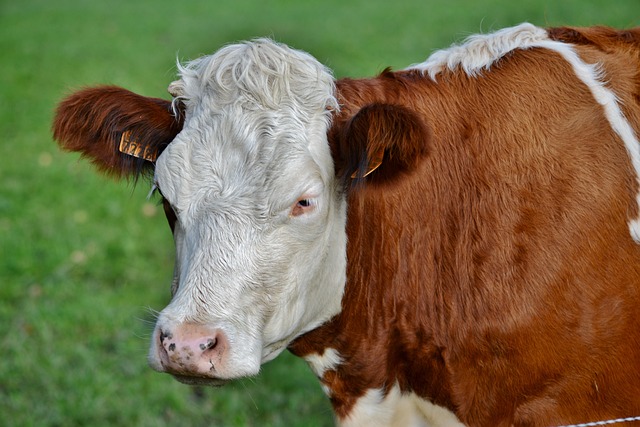 Na rozvoj venkova rozdělí MZe z evropských peněz téměř 7,7 miliardy korun