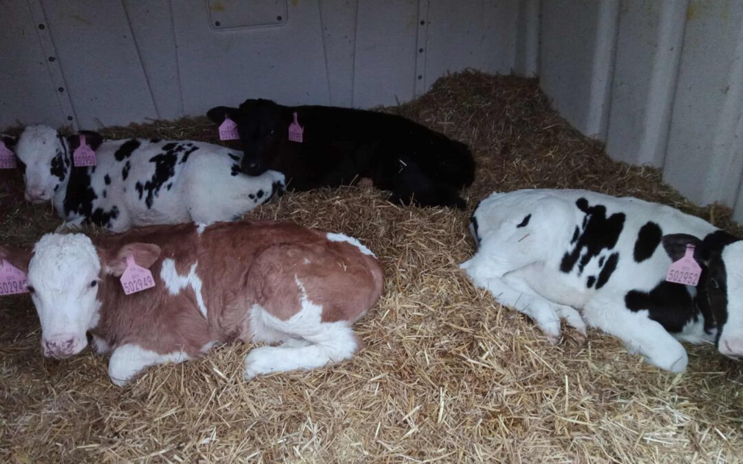 Zánět pupku – malá rána, velké riziko pro zdraví telete