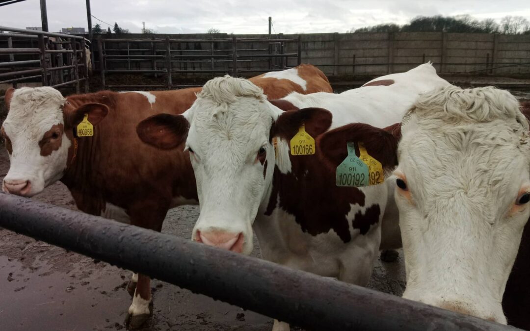 Bachor pod tlakem: akutní pěnivá tympanie a jak jí předcházet