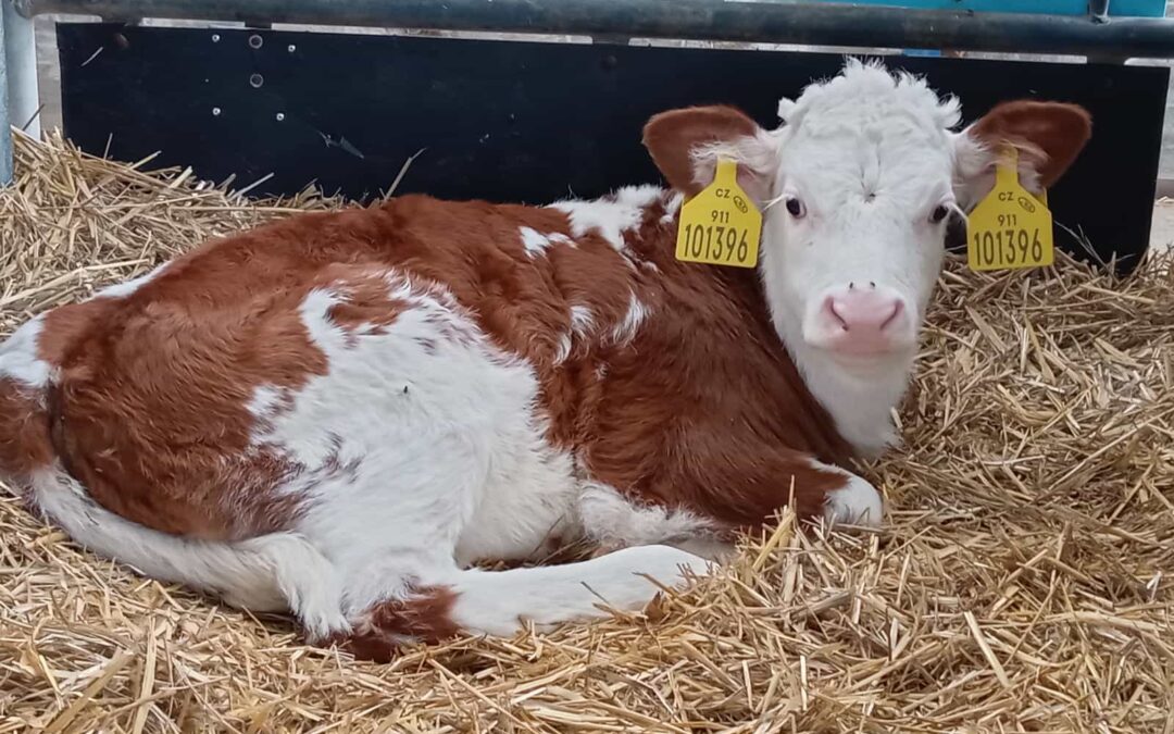 Zimní management telat: specifika chovu, ošetřování a kondice