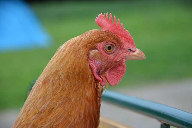 Na Královéhradecku je ptačí chřipka v chovu s 230.000 nosnic, největším za roky