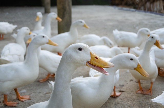 Veterináři potvrdili letošní první ohnisko ptačí chřipky v komerčním chovu