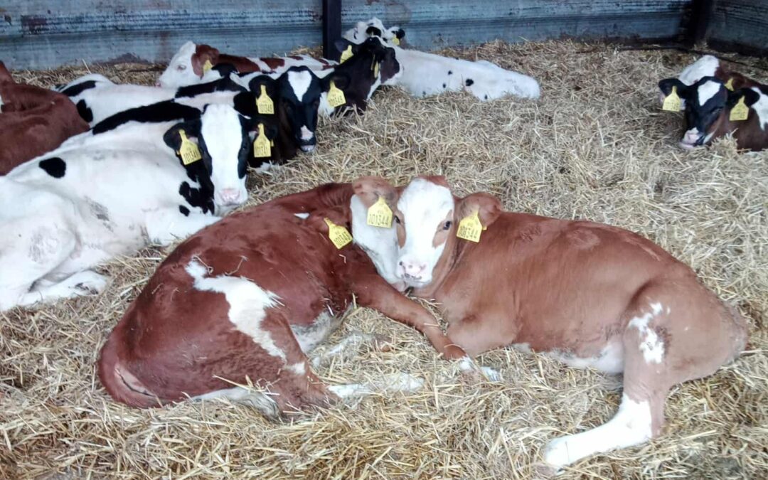 Správný management odstavu telat v praxi: bez stresu a zbytečných ztrát